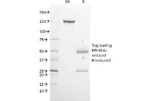 SDS-PAGE Analysis Purified GPN1 Mouse Monoclonal Antibody (GPN1/2350). (GPN1 antibody)