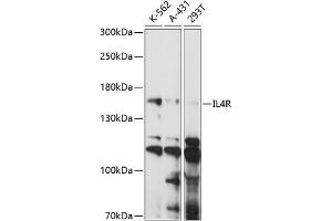 Western blot analysis of extracts of various cell lines, using IL4R antibody (ABIN7268001) at 1:1000 dilution. (IL4 Receptor antibody  (AA 26-232))