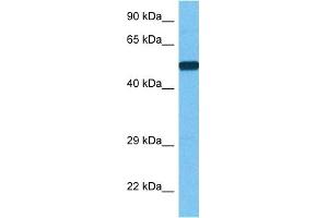 Western Blotting (WB) image for anti-phosphoenolpyruvate Carboxykinase 1 (Soluble) (PCK1) (Middle Region) antibody (ABIN2777603)