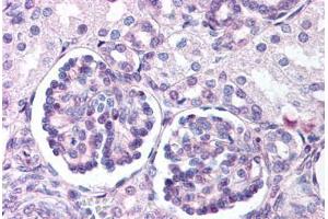 Anti-WNT9B antibody  ABIN1049489 IHC staining of human fetal kidney. (WNT9B antibody  (Internal Region))