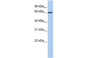 Western Blotting (WB) image for anti-Fibrinogen alpha Chain (FGA) antibody (ABIN2458607) (FGA antibody)