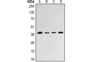 Western blot analysis of PSMD8 expression in Jurkat (A), SW480 (B), mouse testis (C), mouse thymus (D) whole cell lysates. (PSMD8 antibody)