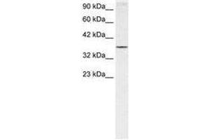 Image no. 1 for anti-Homeobox A7 (HOXA7) (N-Term) antibody (ABIN6735815) (HOXA7 antibody  (N-Term))