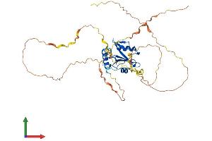 AlphaFold protein structure predicition of Human Recombinant SH2D2A Protein, UniprotID Q9NP31