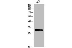 Western Blot analysis of 3T3 cells using Nanos Homologue 1 (NANOS1) Polyclonal Antibody diluted at 1:1500. (Nanos Homolog 1 antibody  (AA 151-200))