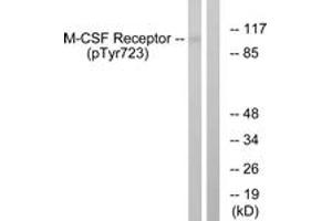 Western blot analysis of extracts from HuvEc cells treated with PMA 125ng/ml 30', using M-CSF Receptor (Phospho-Tyr723) Antibody. (CSF1R antibody  (pTyr723))