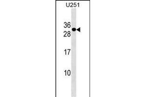 POMZP3 Antibody (N-term) (ABIN1538867 and ABIN2849911) western blot analysis in  cell line lysates (35 μg/lane). (POMZP3 antibody  (N-Term))