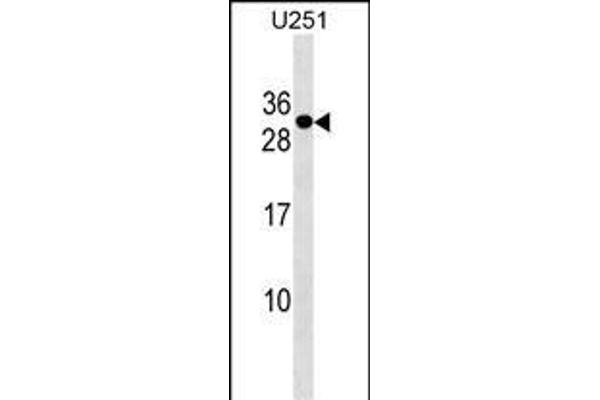 POMZP3 anticorps  (N-Term)