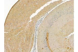 Phospho-Syntaxin 1A (Ser14) Mouse Monoclonal Antibody at 1/100 staining mouse brain tissue by IHC-P.