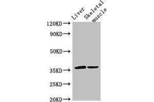 Western Blot Positive WB detected in: Mouse liver tissue, Mouse skeletal muscle tissue All lanes: LYVE1 antibody at 3 μg/mL Secondary Goat polyclonal to rabbit IgG at 1/50000 dilution Predicted band size: 36 kDa Observed band size: 36 kDa (LYVE1 antibody  (AA 20-238))