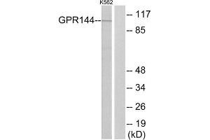 Western blot analysis of extracts from K562 cells, using GPR144 antibody.
