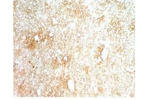 Mouse brain tissue stained by Rabbit AntiINSL-5 (Mouse) Serum
