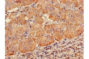 Immunohistochemistry of paraffin-embedded human adrenal gland tissue using ABIN7147508 at dilution of 1:100 (PDE2A antibody  (AA 15-226))
