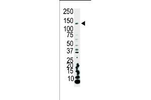 Western blot analysis of anti-PI3KCA Pab (ABIN1882113 and ABIN2842103) in HeLa cell lysate. (PIK3CA antibody  (C-Term))