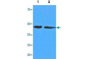 Western blot analysis of cell extracts (35 ug) with ADK monoclonal antibody, clone AT4F8  at 1:1000 dilution. (ADK antibody  (AA 22-362))