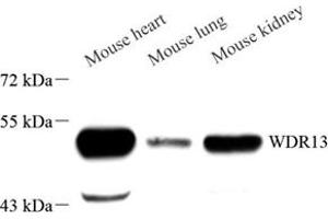 WDR13 antibody