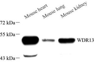 Western blot analysis of WDR13 (ABIN7076212) at dilution of 1: 1000 (WDR13 antibody)