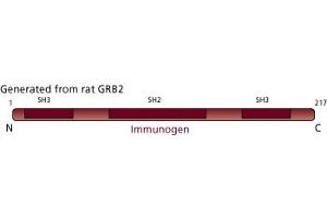 Image no. 4 for anti-Growth Factor Receptor-Bound Protein 2 (GRB2) (AA 1-217) antibody (ABIN967755) (GRB2 antibody  (AA 1-217))