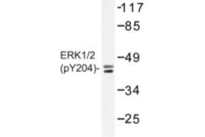 Image no. 1 for anti-Mitogen-Activated Protein Kinase 1/3 (MAPK1/3) (pThr187), (pTyr204) antibody (ABIN318321) (ERK1/2 antibody  (pThr187, pTyr204))