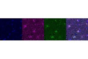 Immunohistochemistry (IHC) image for anti-Aldehyde Dehydrogenase 1 Family, Member L1 (ALDH1L1) antibody (ABIN7456338) (ALDH1L1 antibody)