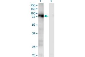 Western Blot analysis of CD93 expression in transfected 293T cell line by CD93 monoclonal antibody (M04), clone 1A4. (CD93 antibody  (AA 33-140))