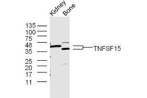 Mouse kidney and bone lysates probed with TNFSF15 Polyclonal Antibody, unconjugated  at 1:300 overnight at 4°C followed by a conjugated secondary antibody at 1:10000 for 60 minutes at 37°C. (TNFSF15 antibody  (AA 161-251))