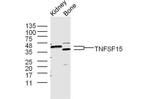 TNFSF15 antibody  (AA 161-251)