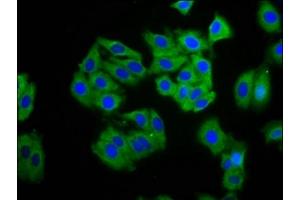 Immunofluorescence staining of HepG2 cells with ABIN7146780 at 1:100, counter-stained with DAPI. (CPO antibody  (AA 21-101))
