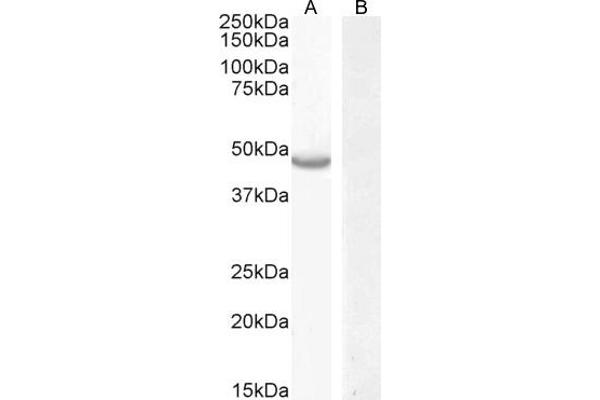CETP antibody  (N-Term)