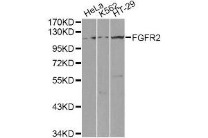 Western Blotting (WB) image for anti-Fibroblast Growth Factor Receptor 2 (FGFR2) (AA 1-100) antibody (ABIN3022855)