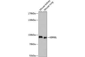 Western blot analysis of extracts of various cell lines, using KIRREL antibody (ABIN7268117) at 1:1000 dilution. (KIRREL antibody  (AA 17-200))