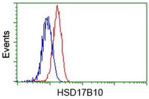 Image no. 8 for anti-Hydroxysteroid (17-Beta) Dehydrogenase 10 (HSD17B10) antibody (ABIN1498725) (HSD17B10 antibody)
