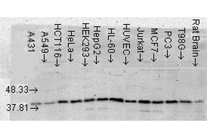Western Blot analysis of Human Cell lysates showing detection of p38 MAPK protein using Mouse Anti-p38 MAPK Monoclonal Antibody, Clone 9F12 . (MAPK14 antibody  (Atto 390))