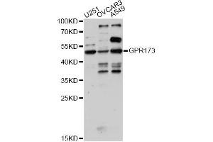 Western blot analysis of extracts of various cell lines, using GPR173 antibody (ABIN6293208) at 1:1000 dilution.