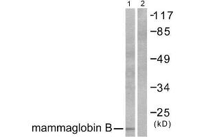 Western Blotting (WB) image for anti-Secretoglobin, Family 2A, Member 1 (SCGB2A1) (N-Term) antibody (ABIN1848656)