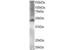 Image no. 1 for anti-BRF2, Subunit of RNA Polymerase III Transcription Initiation Factor, BRF1-Like (BRF2) (AA 406-419) antibody (ABIN293984) (BRF2 antibody  (AA 406-419))