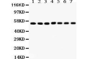 Anti- SMAD Picoband antibody, Western blotting All lanes: Anti SMAD  at 0. (SMAD1/2/3/4/5 (AA 240-270), (Middle Region) antibody)