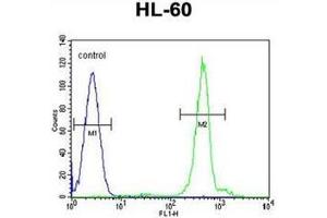 Flow cytometric analysis of HL-60 cells using DPPA5 Antibody (N-term) Cat. (DPPA5 antibody  (N-Term))