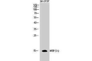 Western Blot (WB) analysis of SH-SY5Y cells using MRP-S12 Polyclonal Antibody. (MRPS34 antibody  (Internal Region))