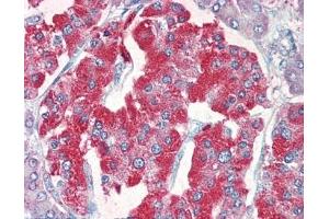 IHC testing of FFPE human pancreas tissue with VMAT2 antibody at 5ug/ml. (SLC18A2 antibody)