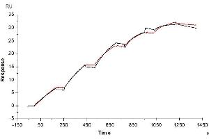 Human VEGF R3, His Tag immobilized on CM5 Chip can bind Human VEGF-C, His Tag with an affinity constant of 0. (VEGFC Protein (AA 103-227) (His-Avi Tag))