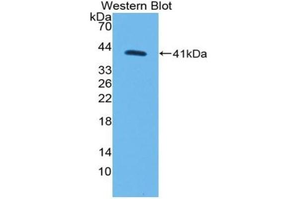 MYO5A antibody  (AA 1531-1855)