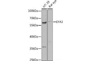 Western blot analysis of extracts of various cell lines using EYA3 Polyclonal Antibody at dilution of 1:1000. (EYA3 antibody)