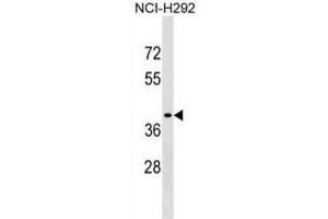 Western Blotting (WB) image for anti-Sorting Nexin 21 (SNX21) antibody (ABIN2999582) (SNX21 antibody)