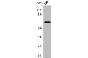 Western Blot analysis of HT29 cells using Rab11-FIP4 Polyclonal Antibody (RAB11FIP4 antibody  (Internal Region))