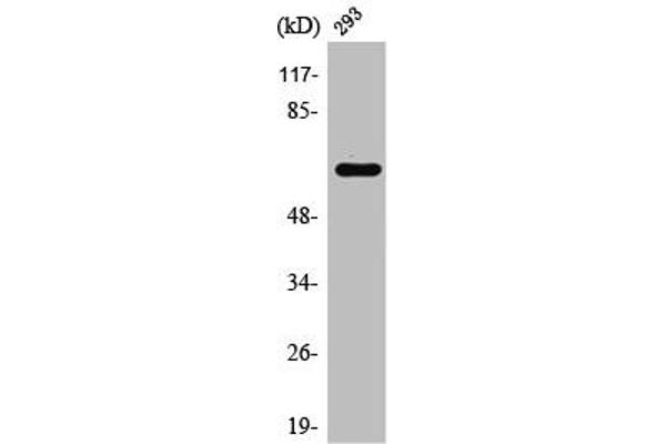 RAB11FIP4 Antikörper  (Internal Region)