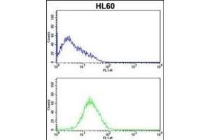 CASP2 Antibody (Center) (ABIN388122 and ABIN2846317) flow cytometric analysis of HL60 cells (bottom histogram) compared to a negative control cell (top histogram).