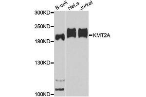 Western blot analysis of extracts of various cell lines, using KMT2A antibody. (MLL/KMT2A antibody)