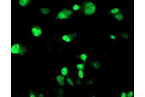 Anti-ERCC4 mouse monoclonal antibody (ABIN2454839) immunofluorescent staining of COS7 cells transiently transfected by pCMV6-ENTRY ERCC4 (RC223300). (ERCC4 antibody)