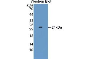 Detection of Recombinant PEBP1, Mouse using Polyclonal Antibody to Phosphatidylethanolamine Binding Protein 1 (PEBP1) (PEBP1 antibody  (AA 2-187))